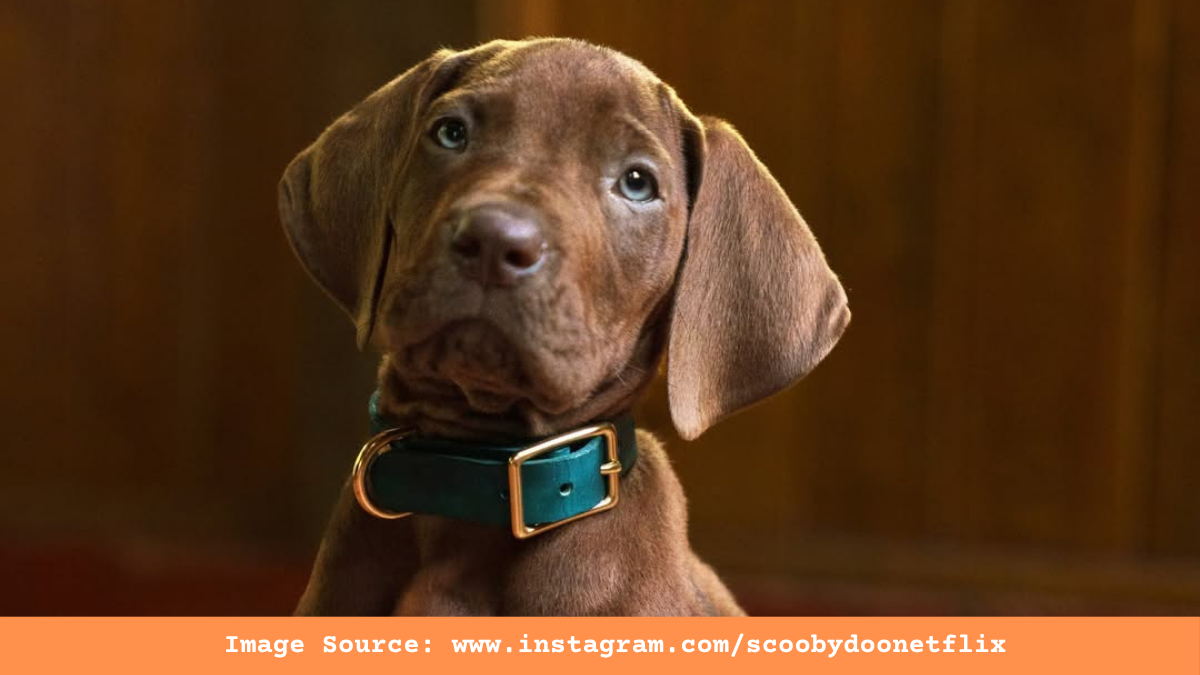 Scooby Doo: Origins First Look Sparks Epic Fan Frenzy For The 2027 Release!